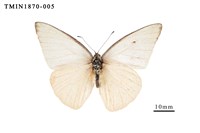 藏品(尖粉蝶)的圖片